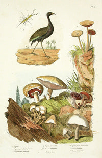 Guerin Antique Botanical Prints Fruits and Flowers Mushrooms - Panteek Antique Prints