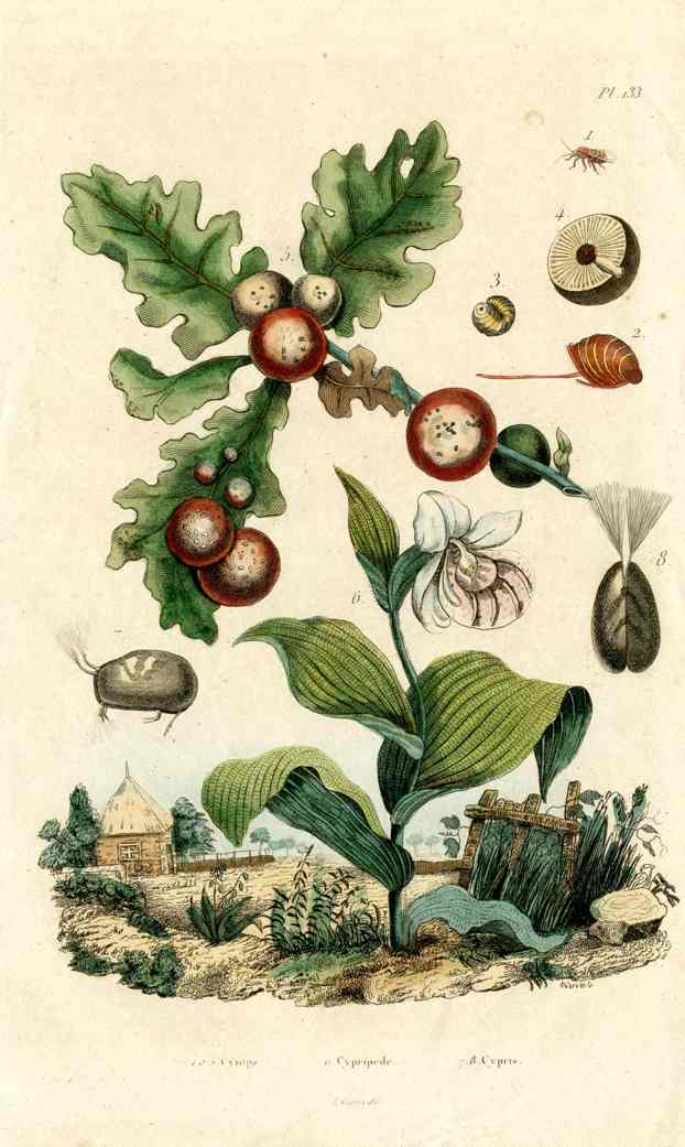 Guerin Antique Botanical Prints Fruits and Flowers Oak