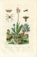 Guerin Antique Botanical Prints Fruits and Flowers Orchid - Panteek Antique Prints