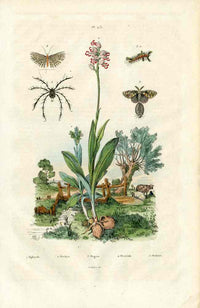 Guerin Antique Botanical Prints Fruits and Flowers Orchid - Panteek Antique Prints