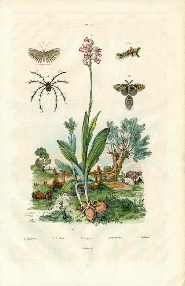 Guerin Antique Botanical Prints Fruits and Flowers Orchid
