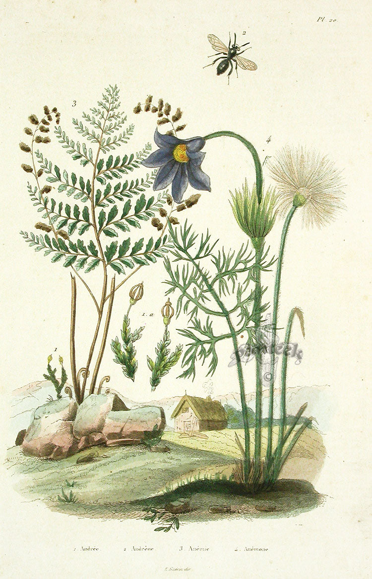 Guerin Antique Botanical Prints Fruits and Flowers Pasque