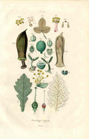 Guerin Antique Botanical Prints Fruits and Flowers Physiology - Panteek Antique Prints