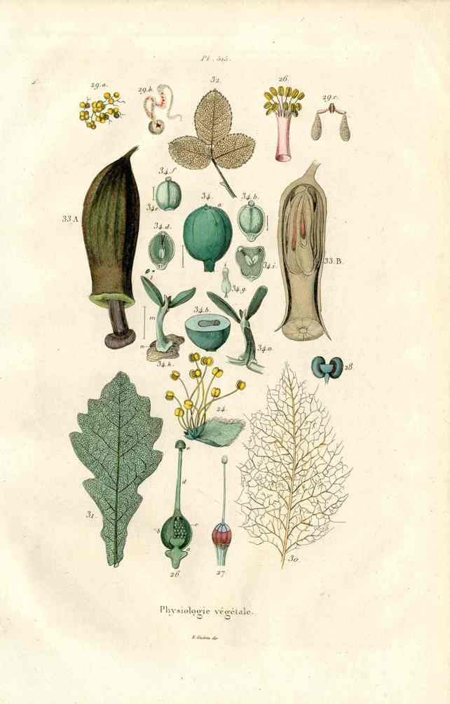 Guerin Antique Botanical Prints Fruits and Flowers Physiology