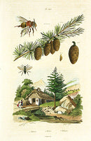 Guerin Antique Botanical Prints Fruits and Flowers Pine - Panteek Antique Prints