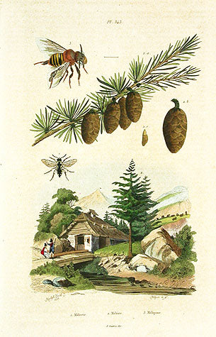 Guerin Antique Botanical Prints Fruits and Flowers Pine