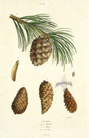 Guerin Antique Botanical Prints Fruits and Flowers Pine Cone - Panteek Antique Prints
