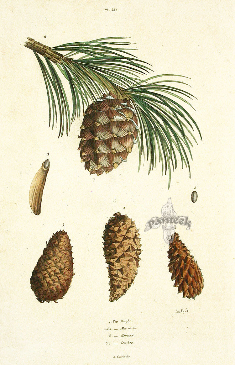 Guerin Antique Botanical Prints Fruits and Flowers Pine Cone