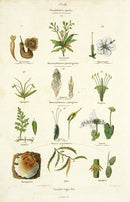 Guerin Antique Botanical Prints Fruits and Flowers Plant Families - Panteek Antique Prints