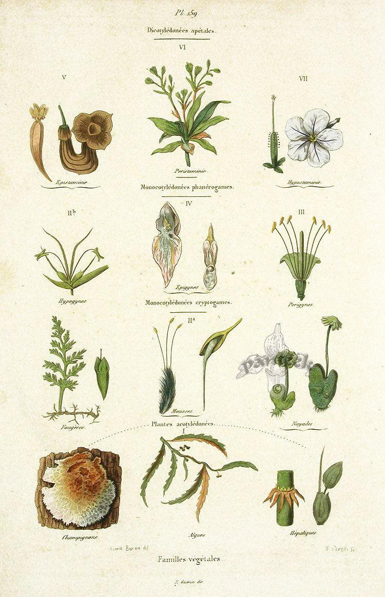 Guerin Antique Botanical Prints Fruits and Flowers Plant Families