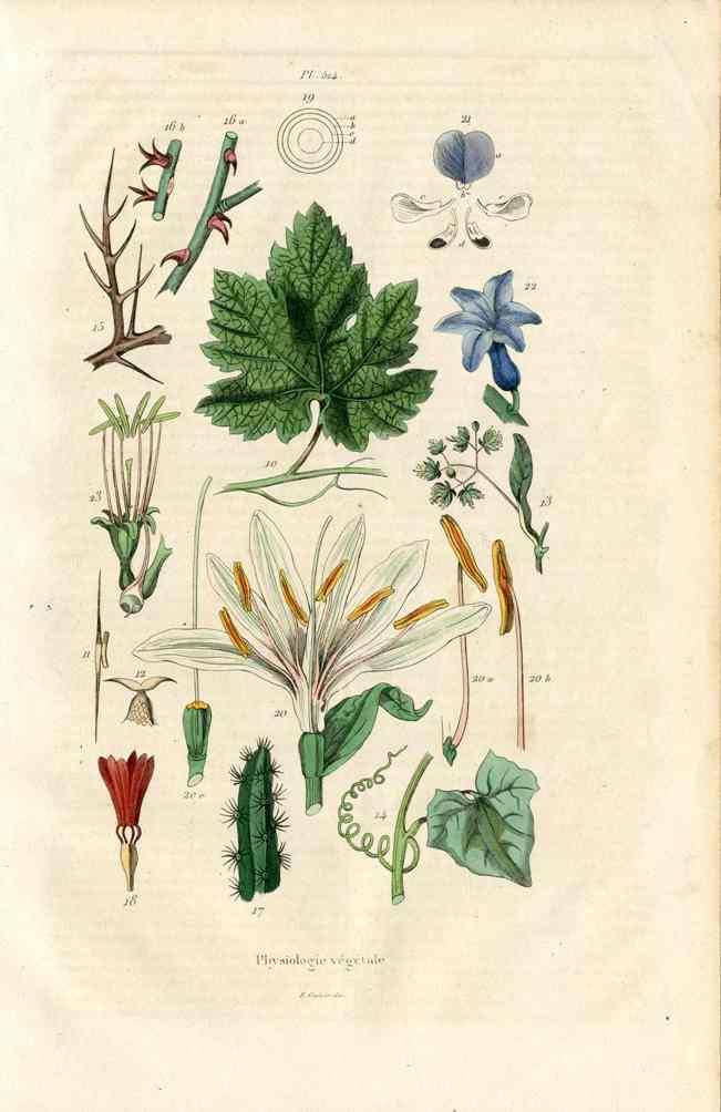 Guerin Antique Botanical Prints Fruits and Flowers Plant Physiology