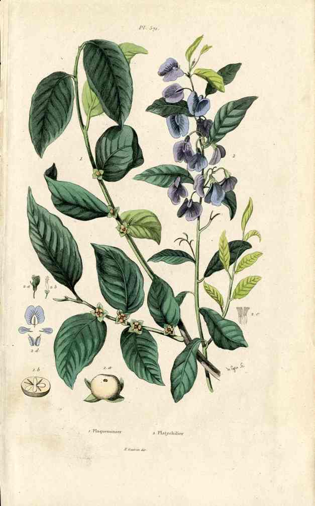 Guerin Antique Botanical Prints Fruits and Flowers Platichilier