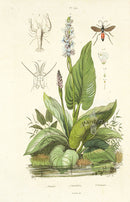 Guerin Antique Botanical Prints Fruits and Flowers Pontederie - Panteek Antique Prints