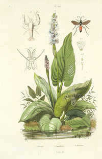 Guerin Antique Botanical Prints Fruits and Flowers Pontederie - Panteek Antique Prints