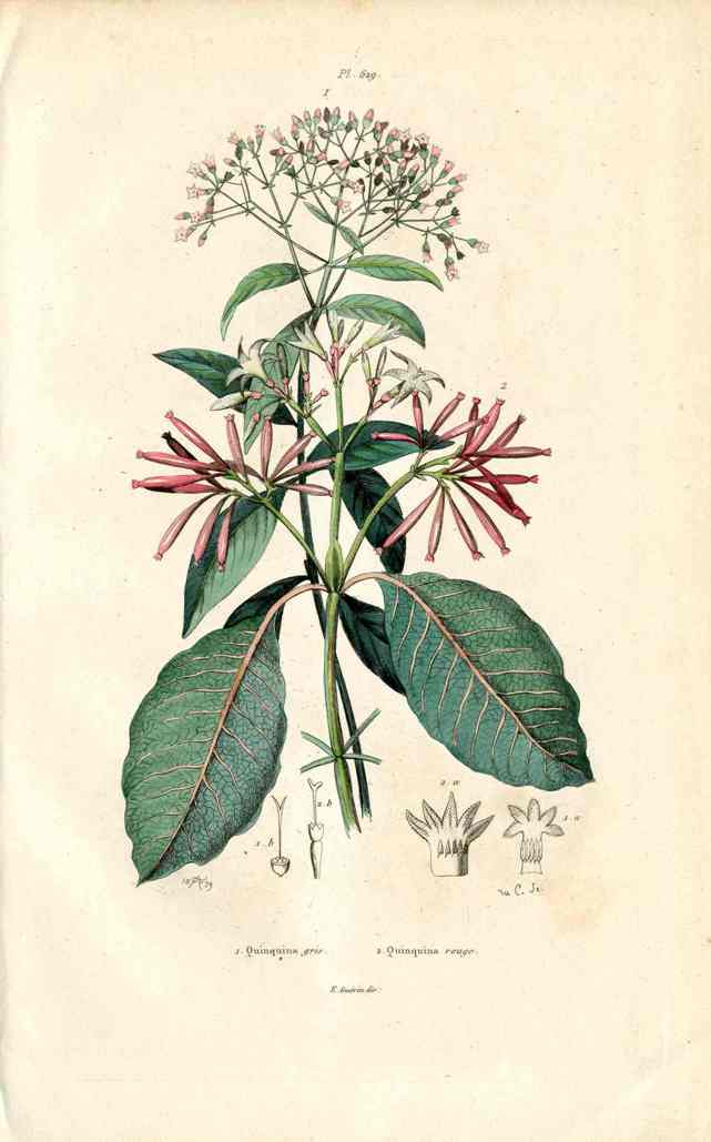 Guerin Antique Botanical Prints Fruits and Flowers Quinquina