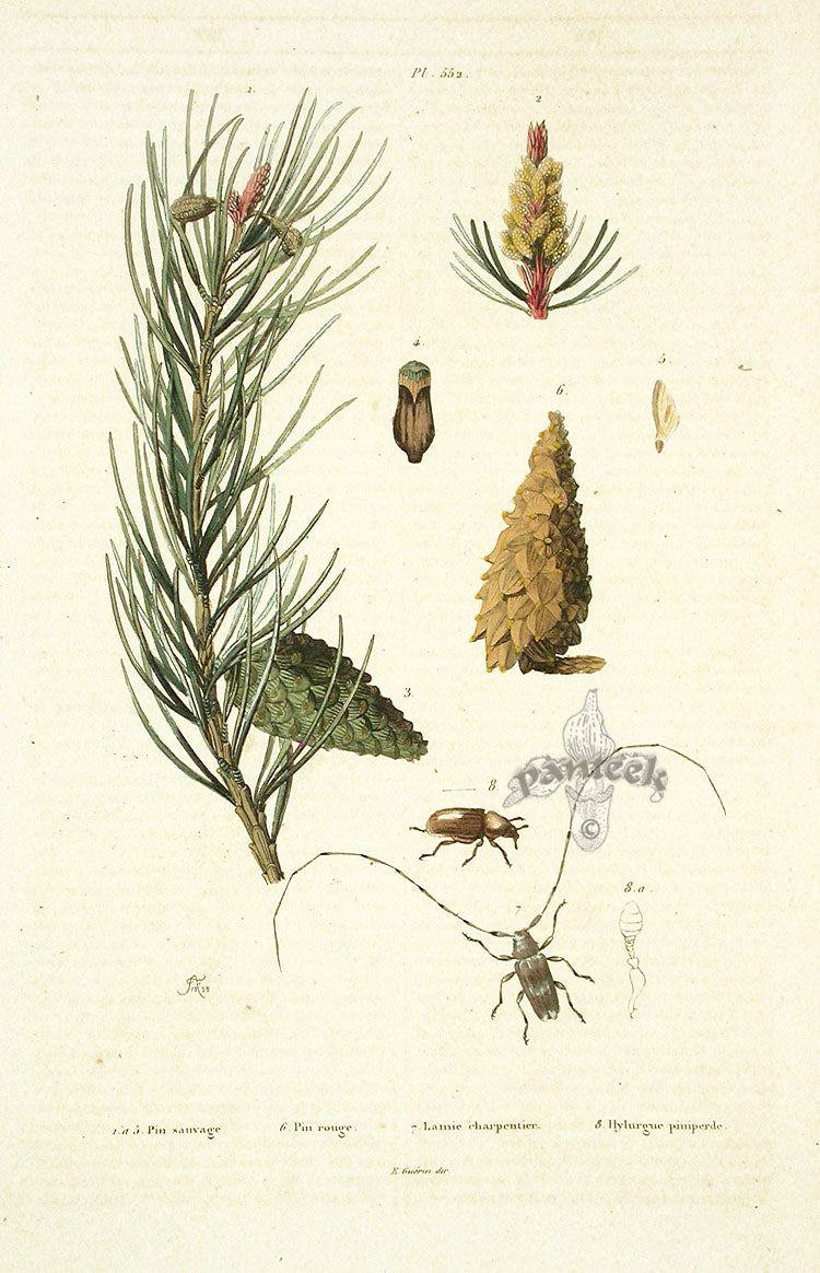 Guerin Antique Botanical Prints Fruits and Flowers Red Pine