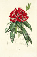 Guerin Antique Botanical Prints Fruits and Flowers Rhododendron - Panteek Antique Prints