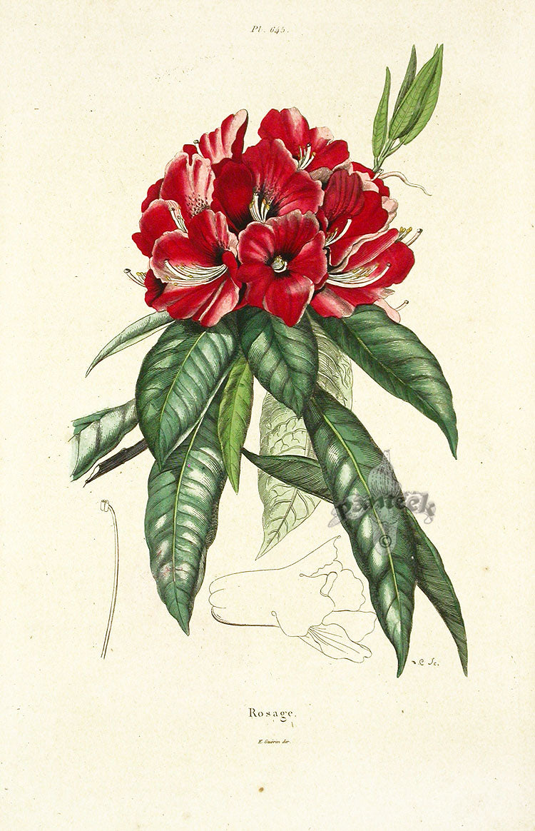 Guerin Antique Botanical Prints Fruits and Flowers Rhododendron