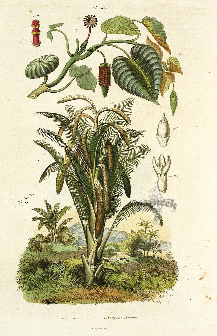 Guerin Antique Botanical Prints Fruits and Flowers Sablier