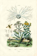 Guerin Antique Botanical Prints Fruits and Flowers Yarrow - Panteek Antique Prints