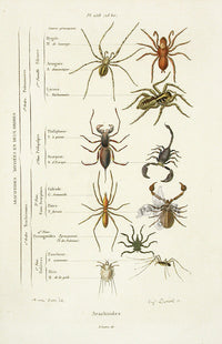 Guerin Hand Colored Antique Prints Arachnid Classification Chart - Panteek Antique Prints