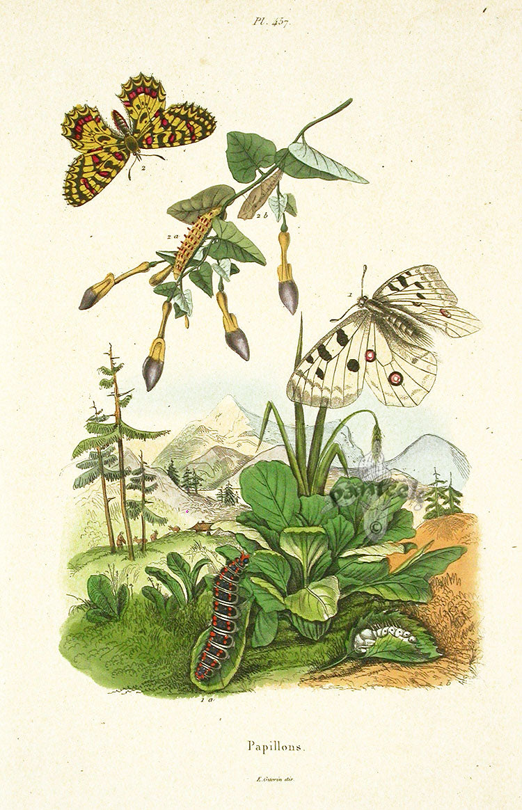 Guerin Hand Colored Antique Prints Butterflies