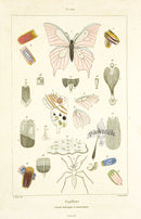 Guerin Hand Colored Antique Prints Butterfly Anatomy Chart - Panteek Antique Prints