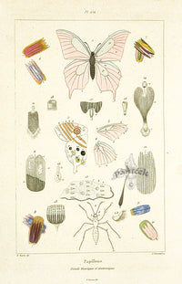 Guerin Hand Colored Antique Prints Butterfly Anatomy Chart - Panteek Antique Prints