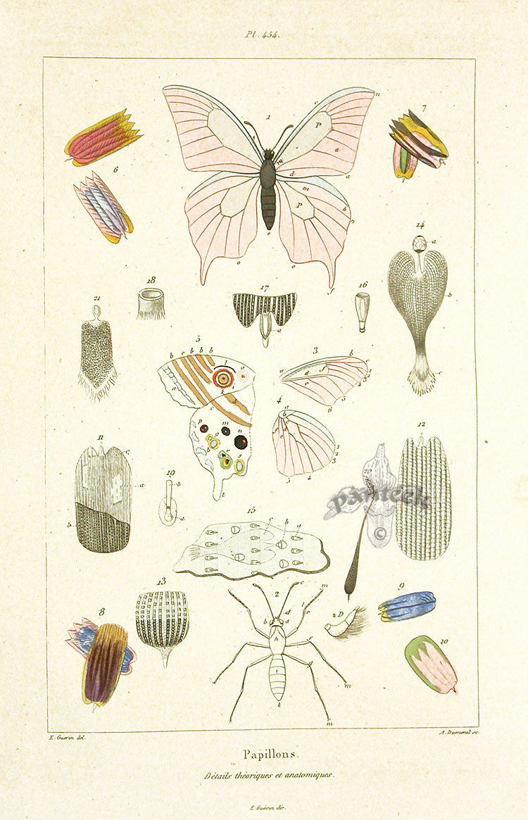 Guerin Hand Colored Antique Prints Butterfly Anatomy Chart