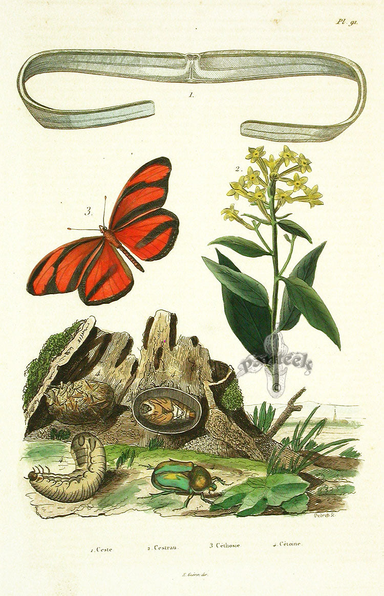 Guerin Hand Colored Antique Prints Cethosie