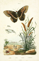 Guerin Hand Colored Antique Prints Erebe Moth - Panteek Antique Prints