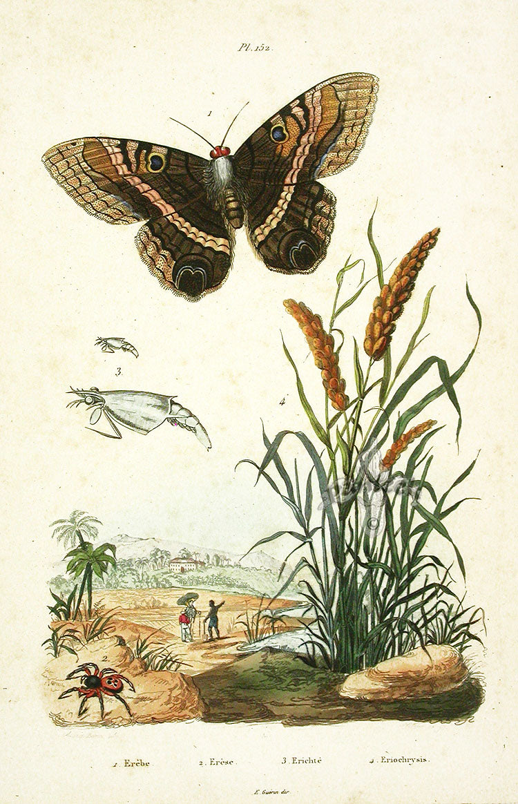 Guerin Hand Colored Antique Prints Erebe Moth