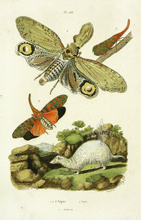 Guerin Hand Colored Antique Prints Folgore - Panteek Antique Prints