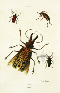 Guerin Hand Colored Antique Prints Four Priones - Panteek Antique Prints