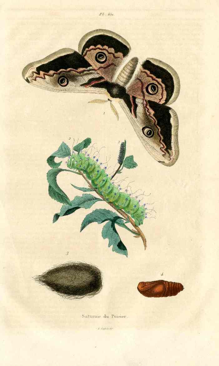 Guerin Hand Colored Antique Prints Giant Peacock Moth
