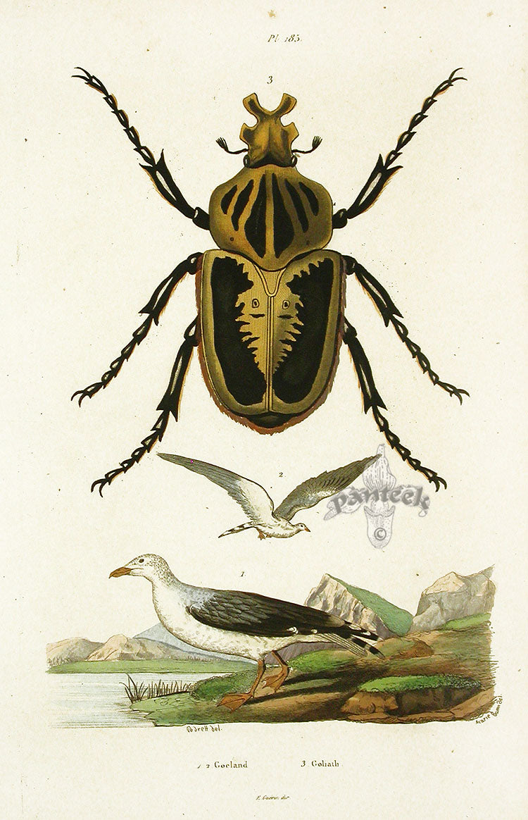 Guerin Hand Colored Antique Prints Goliath