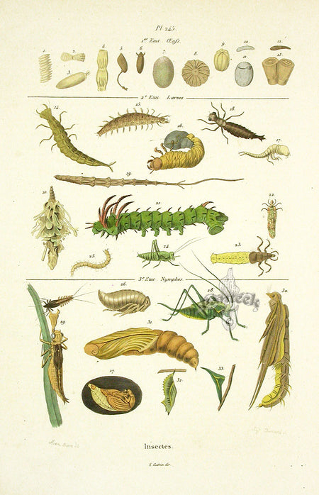 Guerin Hand Colored Antique Prints Insect Classification Chart ...
