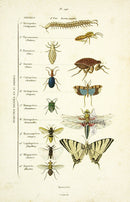 Guerin Hand Colored Antique Prints Insect Orders Chart - Panteek Antique Prints