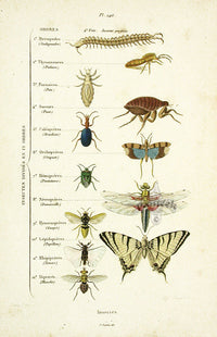 Guerin Hand Colored Antique Prints Insect Orders Chart - Panteek Antique Prints