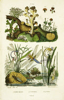 Guerin Hand Colored Antique Prints Libellulines - Panteek Antique Prints