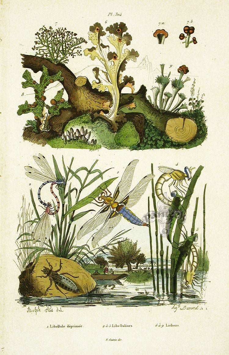 Guerin Hand Colored Antique Prints Libellulines