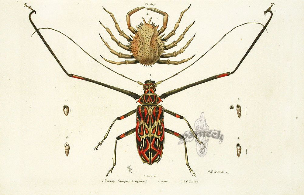 Guerin Hand Colored Antique Prints Macrope