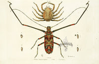 Guerin Hand Colored Antique Prints Macrope - Panteek Antique Prints