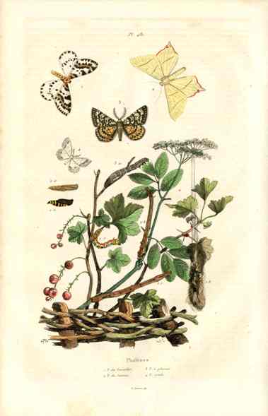 Guerin Hand Colored Antique Prints Magpie Moth