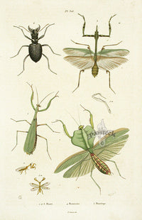 Guerin Hand Colored Antique Prints Manticore, Mantis - Panteek Antique Prints