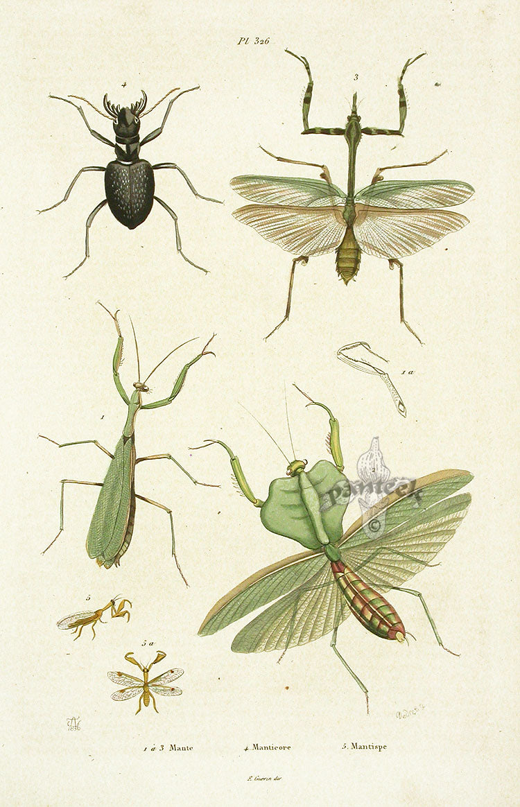 Guerin Hand Colored Antique Prints Manticore, Mantis