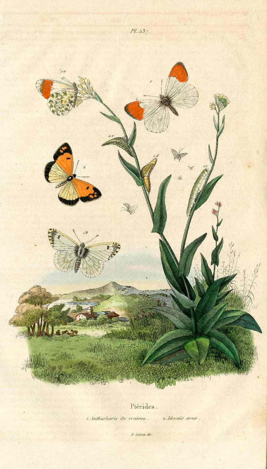 Guerin Hand Colored Antique Prints Orange-tip Butterfly