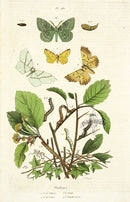 Guerin Hand Colored Antique Prints Phalenes - Panteek Antique Prints