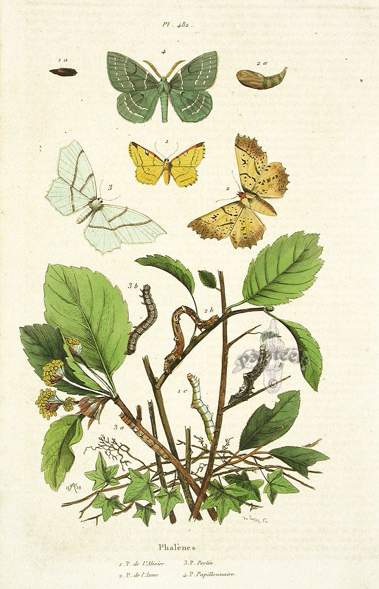 Guerin Hand Colored Antique Prints Phalenes