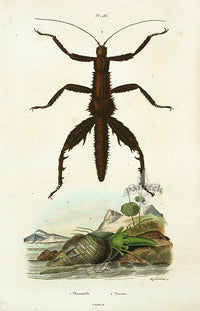 Guerin Hand Colored Antique Prints Phasme - Panteek Antique Prints